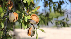 Almond-tree